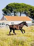 Poldro lusitano neto do Almansor