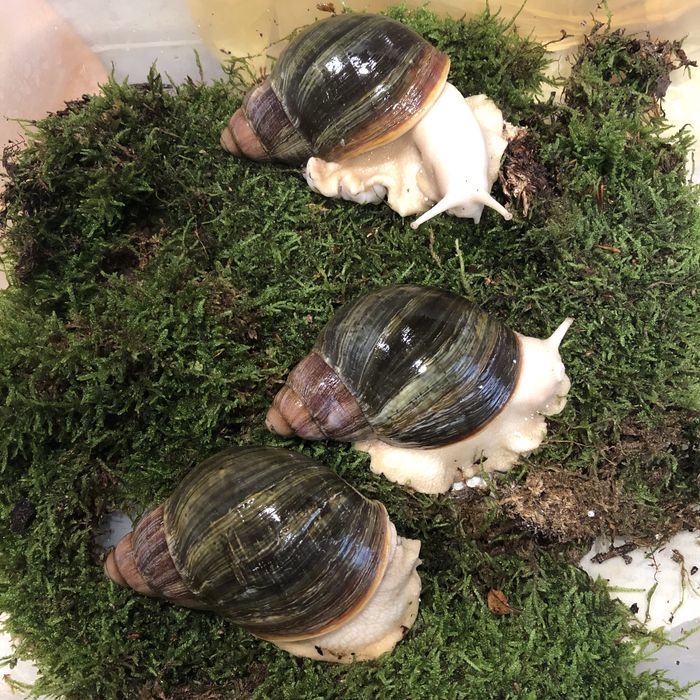 Архахатина Venrticosa leucistic