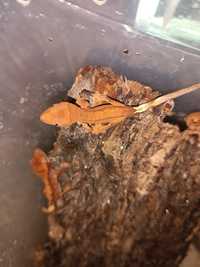 Реснитчатый геккон бананоед (Correlophus ciliatus)
Если Ваш ребенок ув