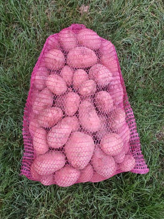 Ziemniaki Baltic Rose oraz Red Lady