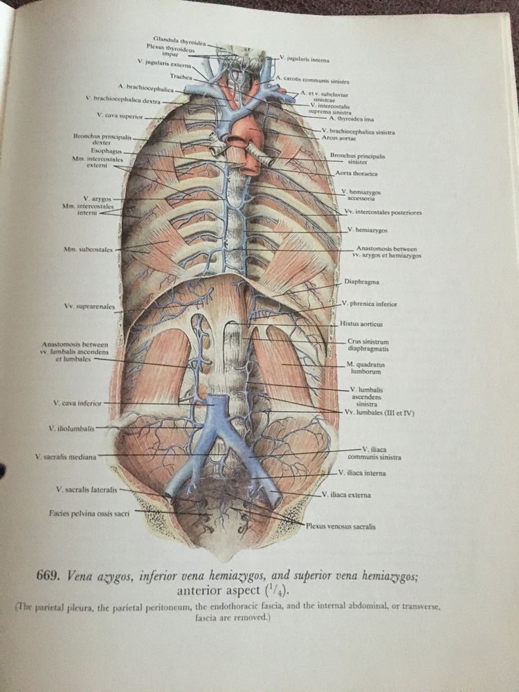 Atlas of human anatomy Sinelnikov