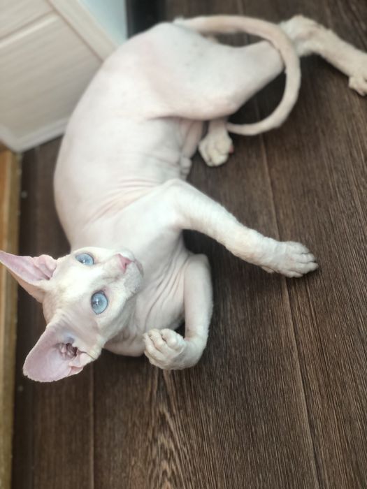 Хлопчик сфінкс Доступен в Польше