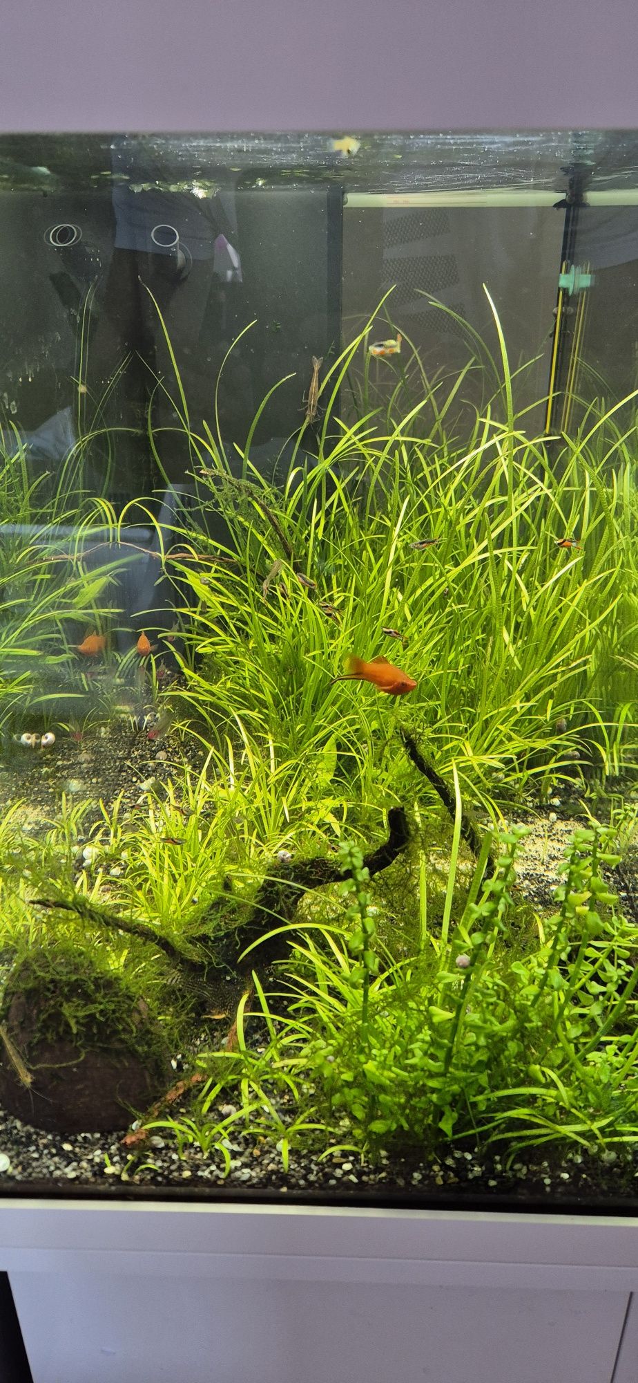 Akwarium Juwel rio 125