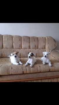 Parson Russell Terrier