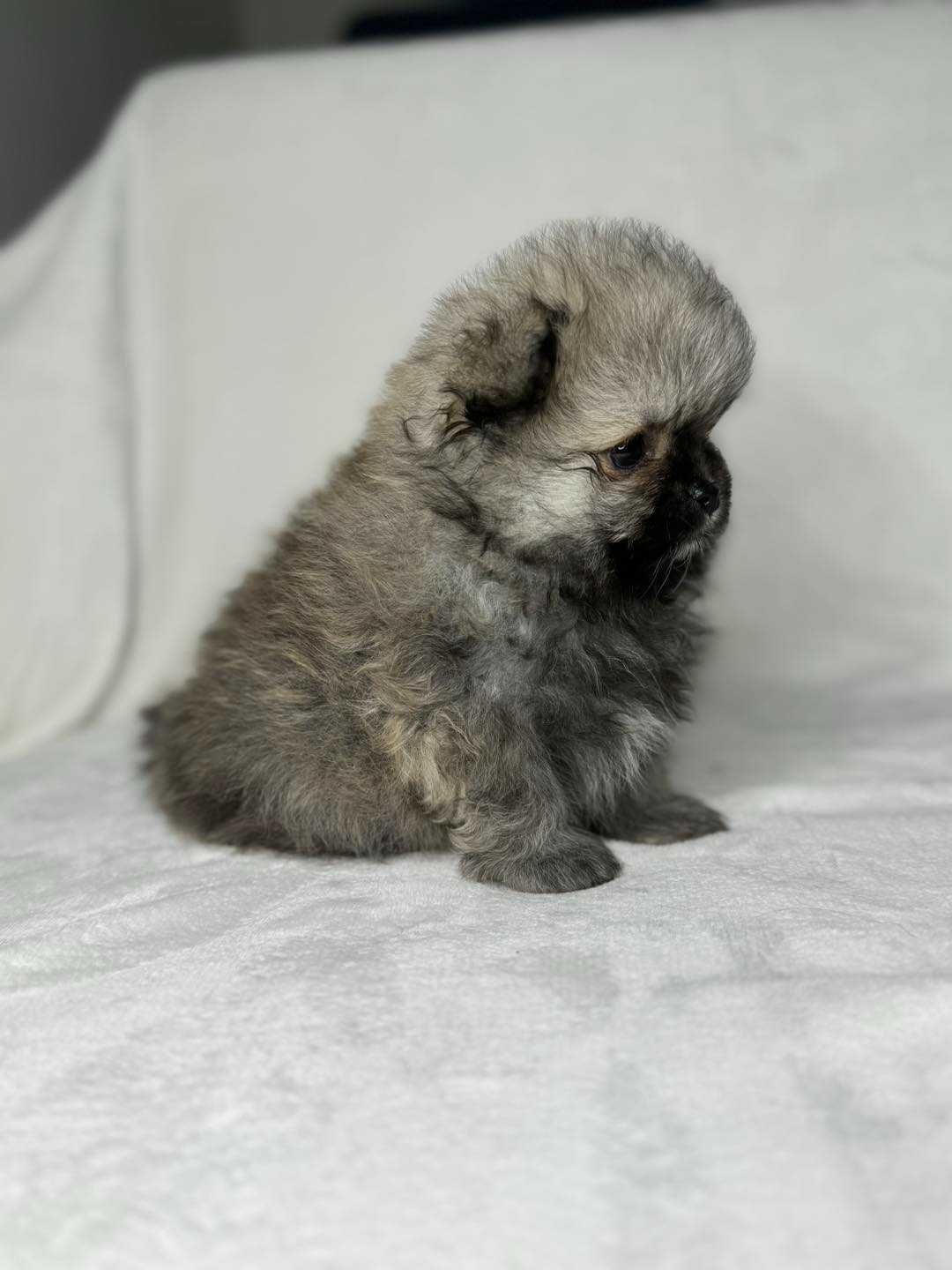 Szpic miniaturowy Pomeranian sunia sable