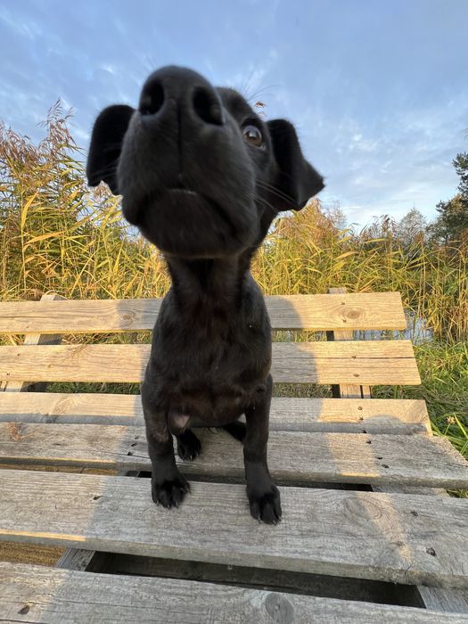 Віддам у добрі руки