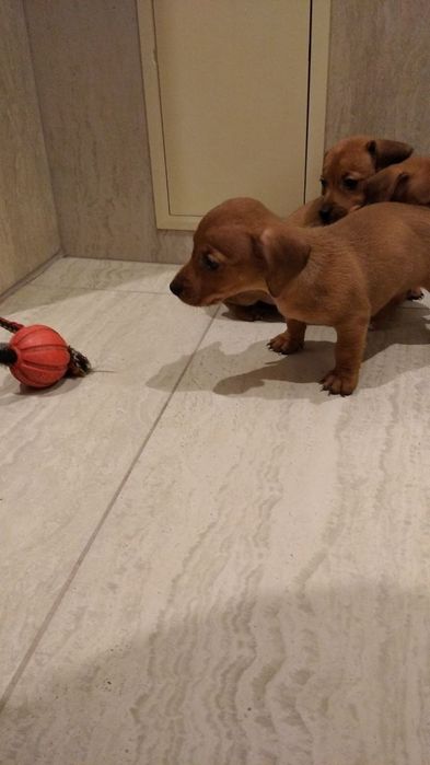 Цуценята такса 1,5 місяці