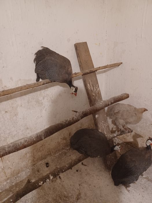 Perliczki tegoroczne