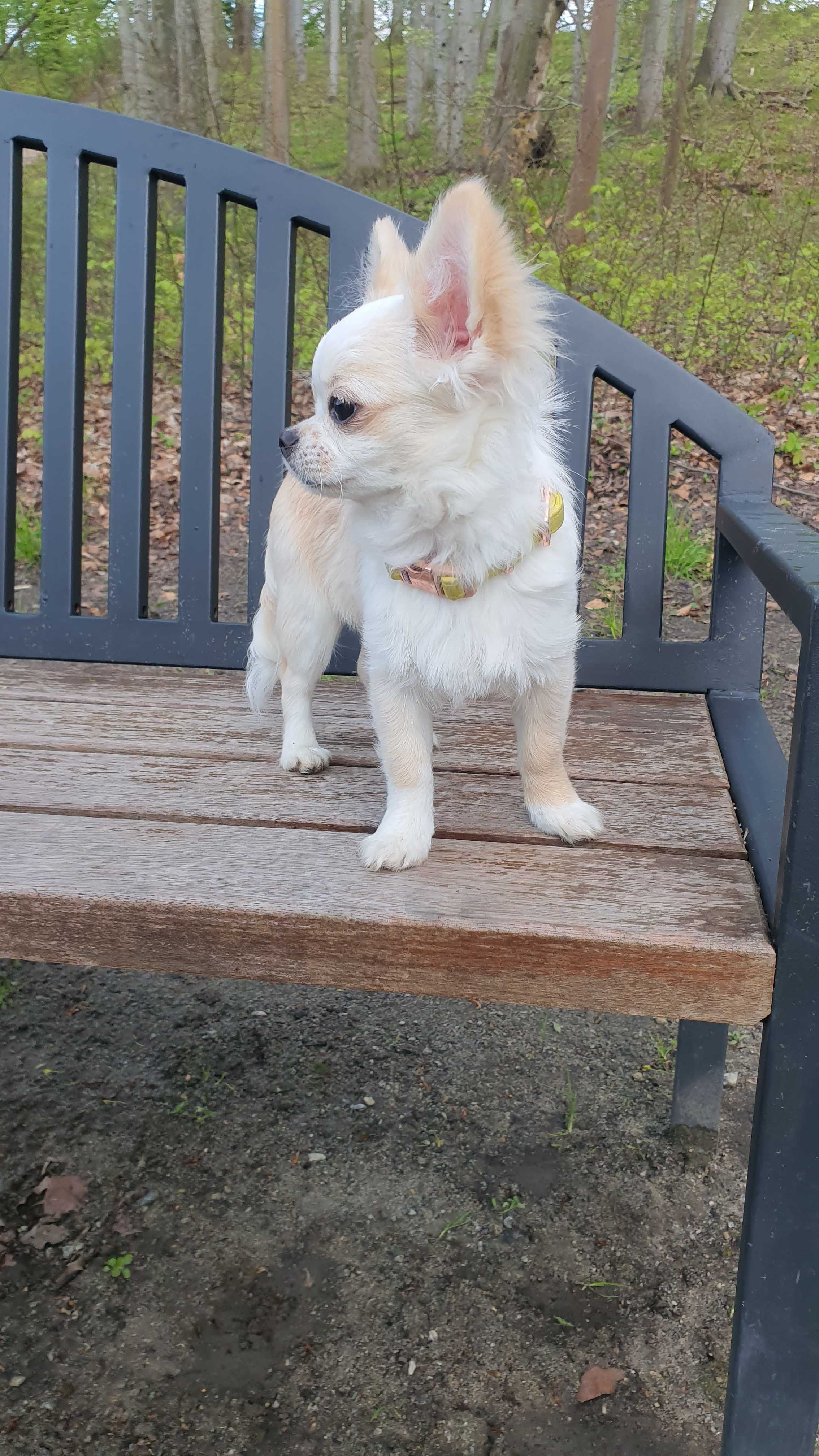 Chihuahua biały kremowy długowłosy ZKwP FCI