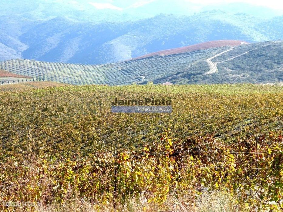 Quinta Vinho do porto, 25ha, Douro. Portugal, V. N. Foz Côa.