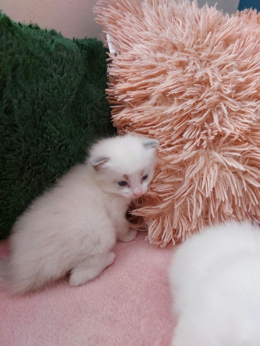 Miot U  Ragdoll do rezerwacji