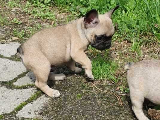 Buldog francuski FCI