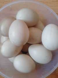 Jaja lęgowe kaczek
