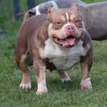 American bully suczka ABKC
