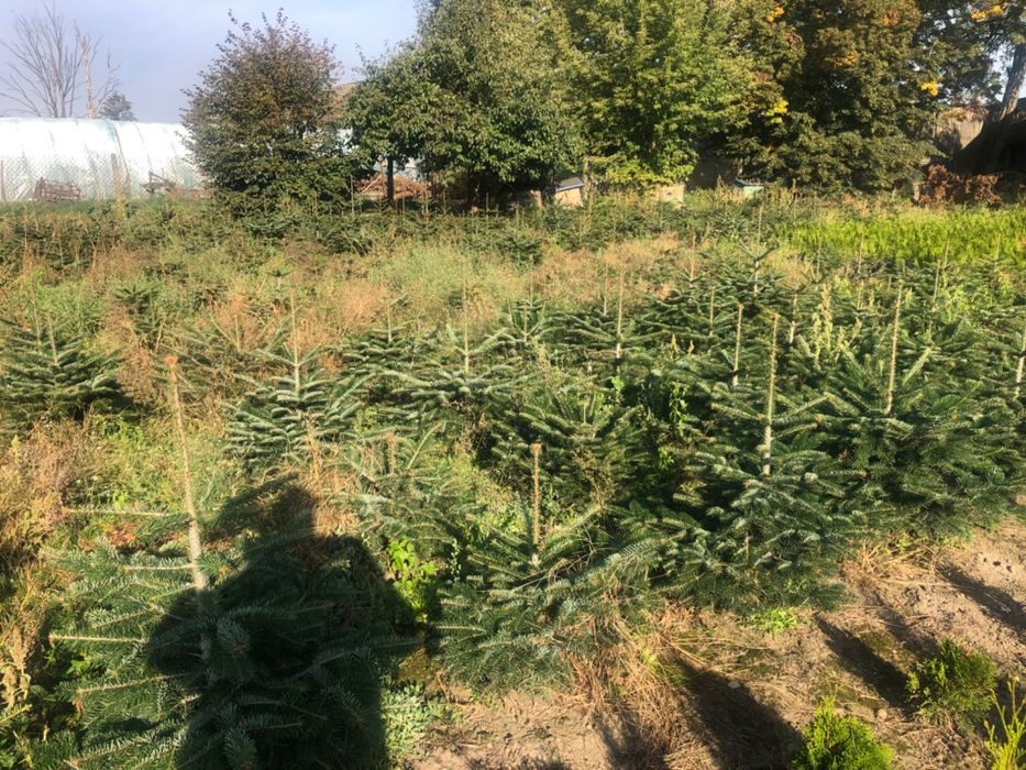 Jodła kaukaska doniczkowa 1/1.5 hurt detal