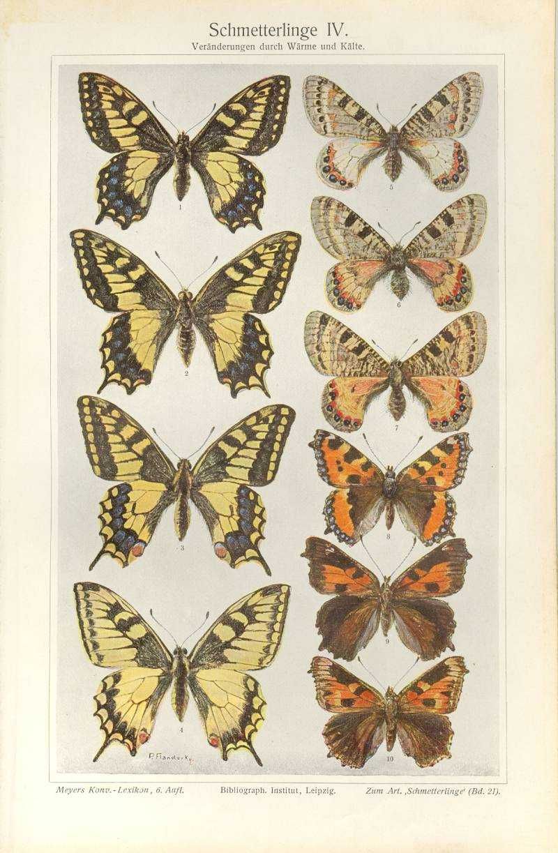 Motyle, Zwierzęta  oryginalna XIX w.  grafika