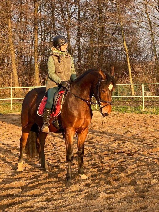 klacz do sportu rekreacji