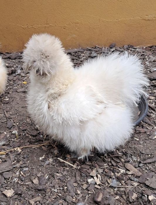 Silki, Australorp, Karzełek kochin