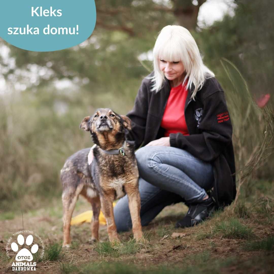 Kleks szuka domu!