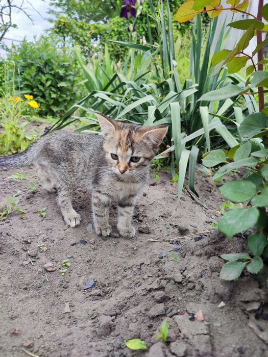 Бесплатно отдам домашних котят