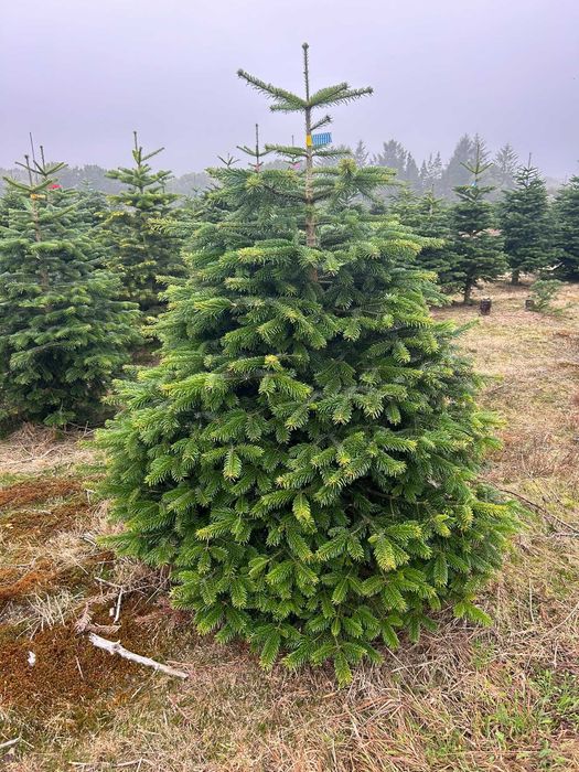 JODLA KAUKASKA !!! 180 - 250 CM! Choinki ! Piękne! Jodła ! Okazja