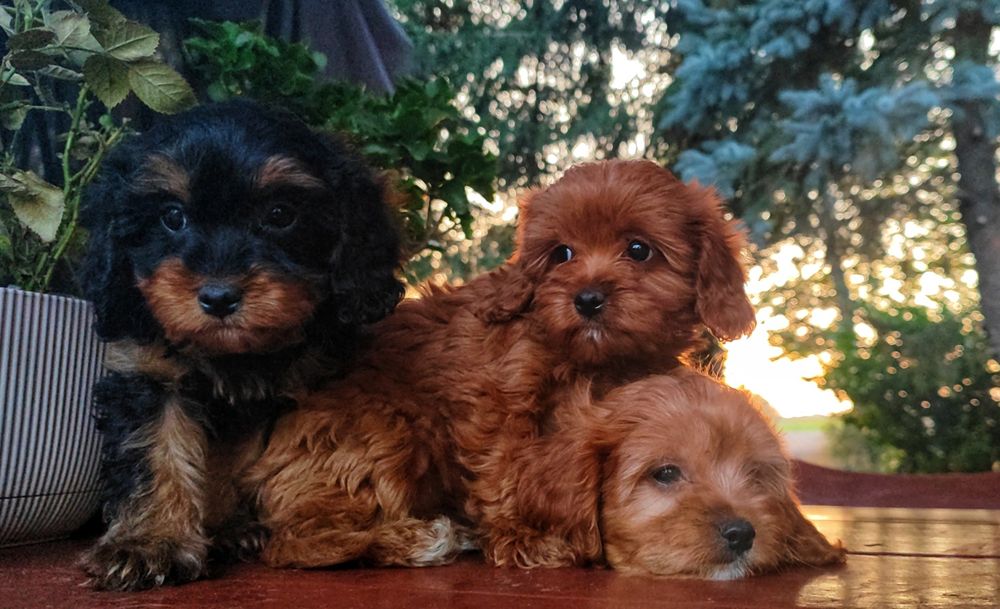 Urocze Szczenięta Cavapoo - Ostatni Piesek!