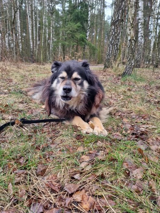 Kudłacz, 6  letni, do domu z ogrodem