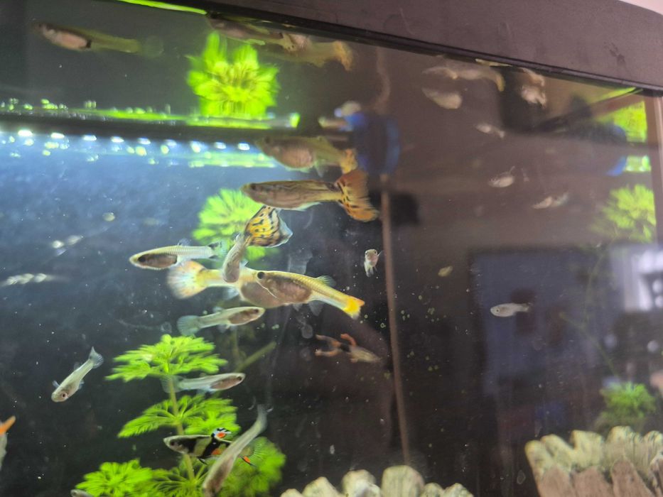 Peixes Guppys Variados