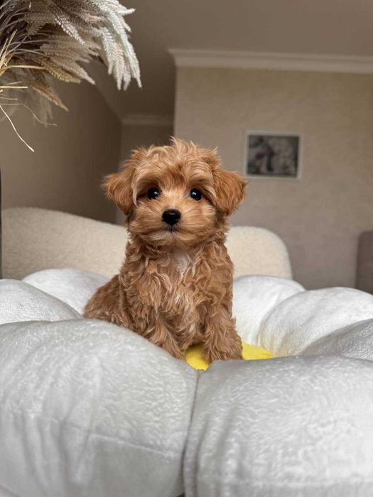 Хлопчик Мальтіпу F1