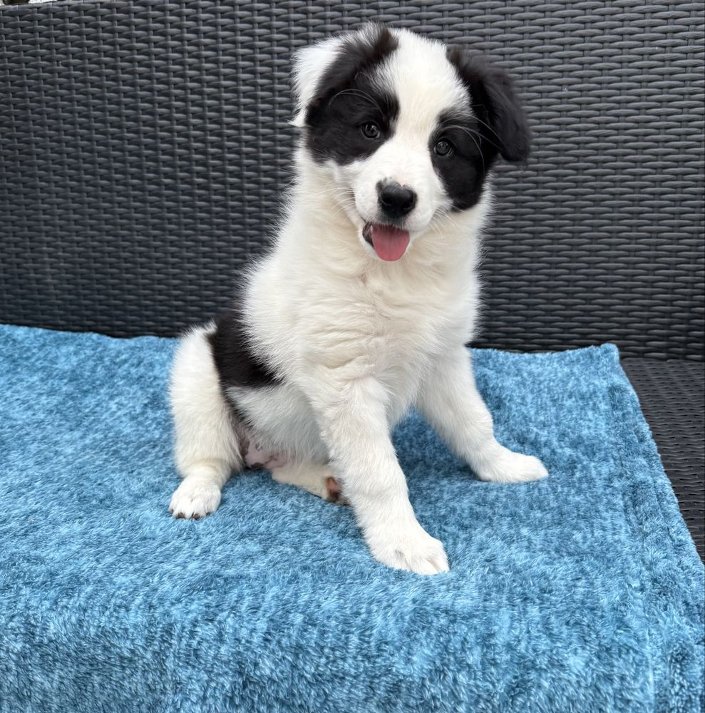 Border Collie sunia czarno biała  Panda