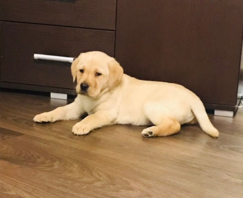 Labrador biszkoptowy