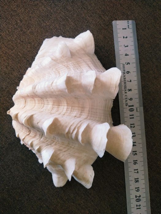 Ракушки ,раковины , морські мушлі