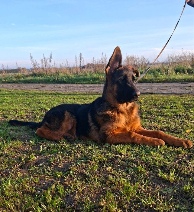 Owczarek niemiecki krótkowłosy (ZKwP)