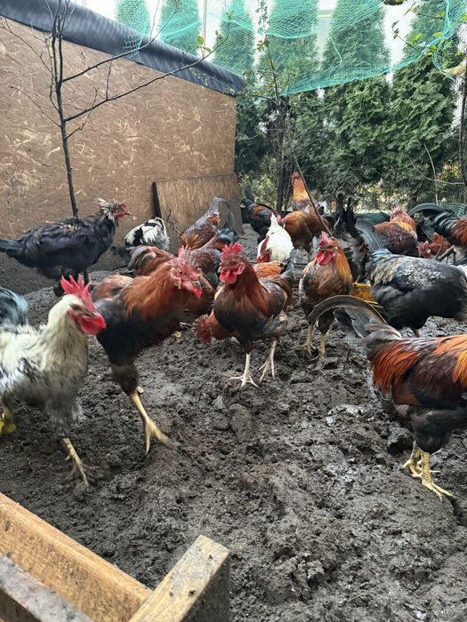Koguty różne z wolnego wybiegu do chodowli jak i na rosoł