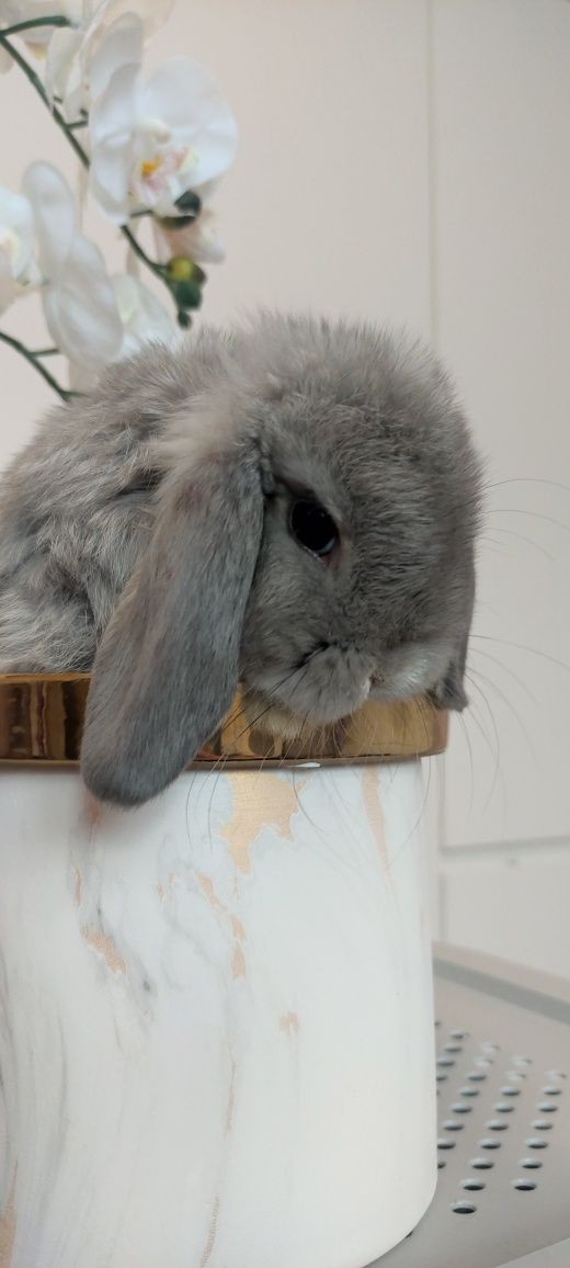 Mini Lop królik gotowe do odbioru