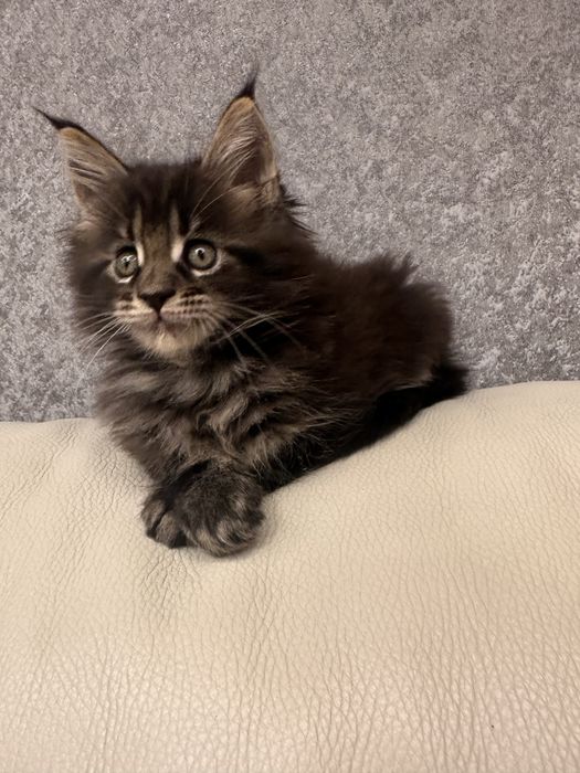 Котик хлопчик Мейн кун