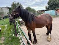 Irish Cob Gypsy Cob
