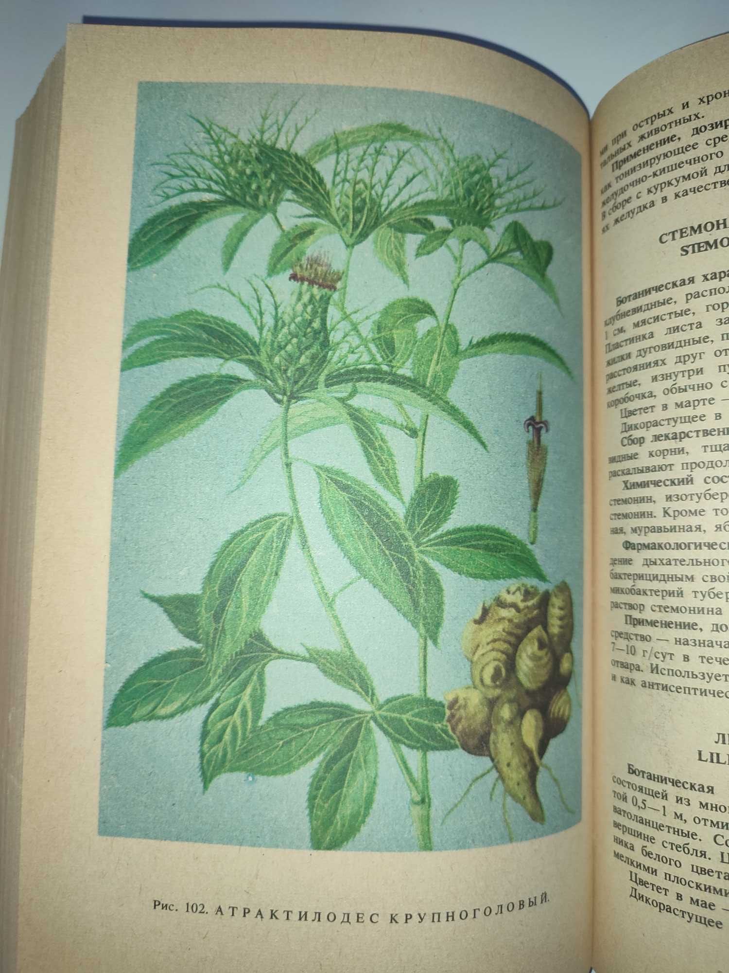 Лекарственные растения СССР и Вьетнама Цветные рисунки растений