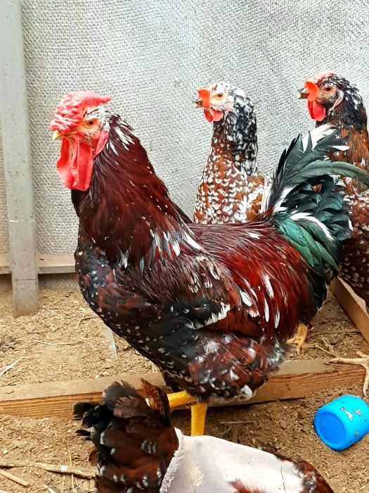 Ливенские ситцевые куры, цыплята, инкуб. яйцо