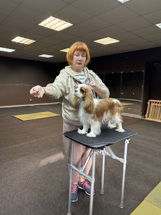 КінологДресирування дресировка кинолог собак Ірпінь Буча Гостомель