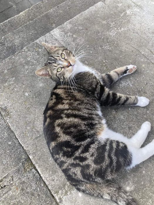 Kot Mycek poszukiwany