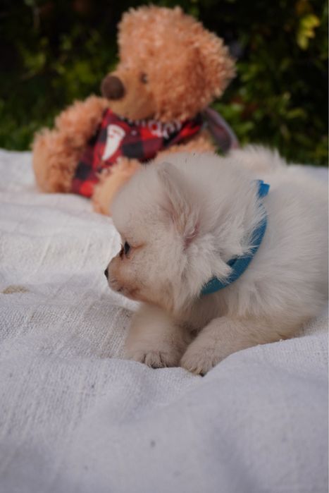 Spitz Anão mini macho