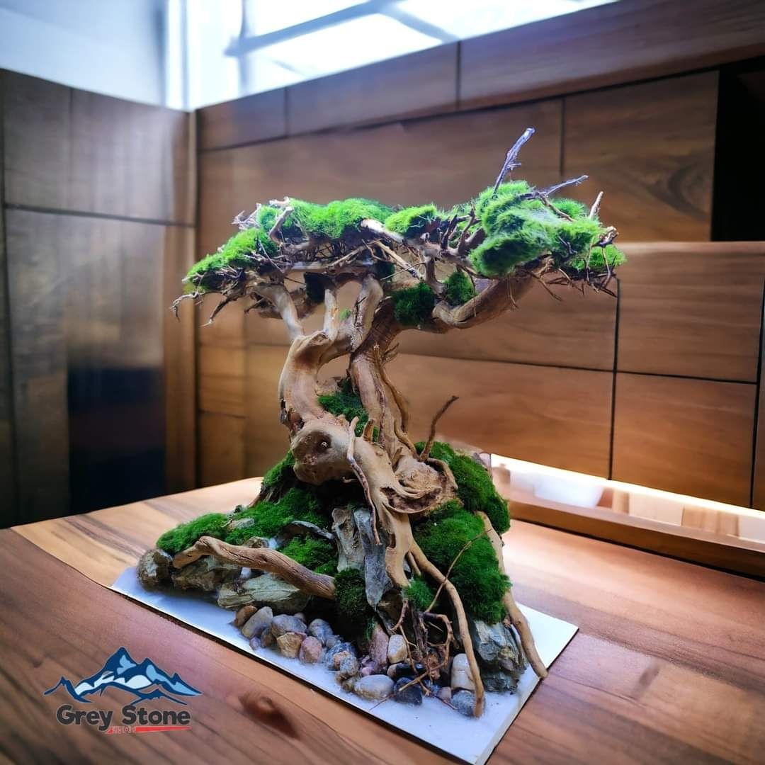 Drzewko bonsai do akwarium