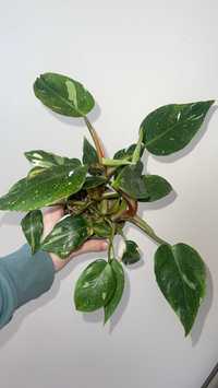 Philodendron White princess (2sadzonki)