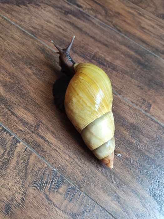 Продаю класних домашніх тварин - равликів Ахатина