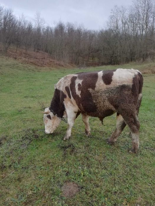 Продам бика на паровку корів