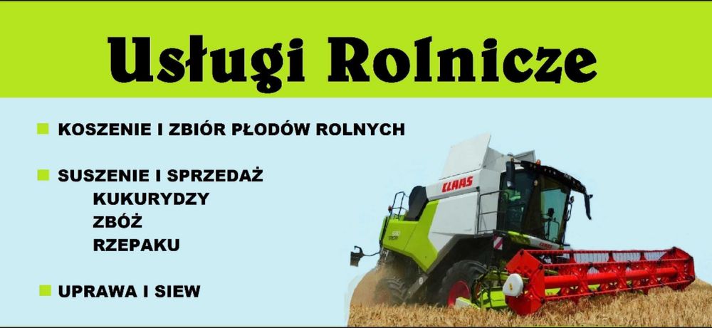 Sprzedam mokrą kukurydze z pola na: ccm, kiszenie bigbagi, suszenie.