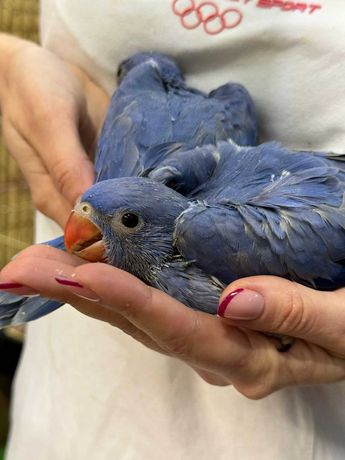 Фиолетовый ожереловый попугай, птенцы говорящего попугая - выкормыши