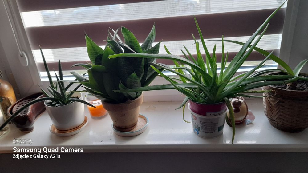 Aloes vera leczniczy