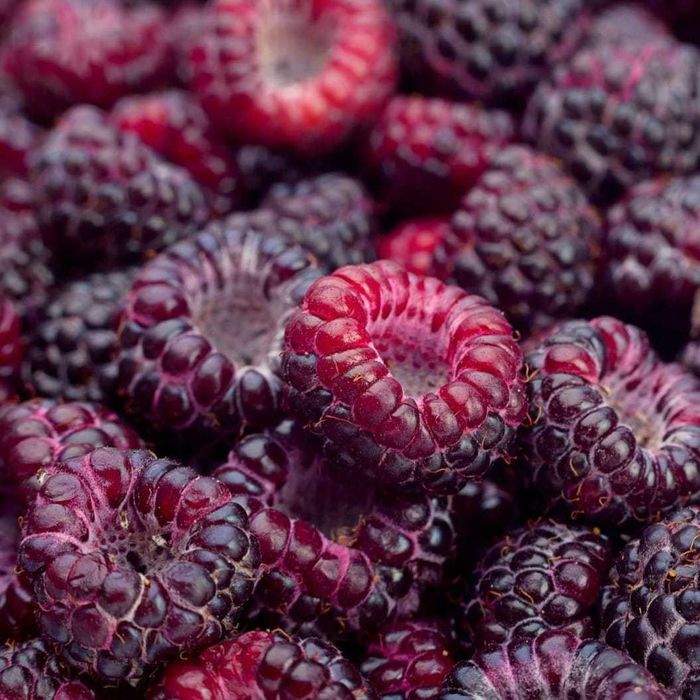 Sadzonki maliny fioletowej / możliwa wysyłka /